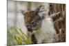 Australia, Perth, Yanchep National Park. Koala Bear a Native Arboreal Marsupial-Cindy Miller Hopkins-Mounted Photographic Print