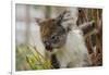 Australia, Perth, Yanchep National Park. Koala Bear a Native Arboreal Marsupial-Cindy Miller Hopkins-Framed Photographic Print