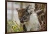 Australia, Perth, Yanchep National Park. Koala Bear a Native Arboreal Marsupial-Cindy Miller Hopkins-Framed Photographic Print