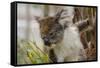 Australia, Perth, Yanchep National Park. Koala Bear a Native Arboreal Marsupial-Cindy Miller Hopkins-Framed Stretched Canvas