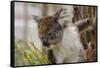 Australia, Perth, Yanchep National Park. Koala Bear a Native Arboreal Marsupial-Cindy Miller Hopkins-Framed Stretched Canvas