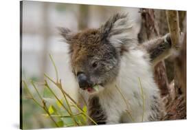 Australia, Perth, Yanchep National Park. Koala Bear a Native Arboreal Marsupial-Cindy Miller Hopkins-Stretched Canvas