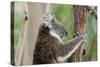 Australia, Perth, Yanchep National Park. Koala Bear a Native Arboreal Marsupial-Cindy Miller Hopkins-Stretched Canvas