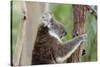 Australia, Perth, Yanchep National Park. Koala Bear a Native Arboreal Marsupial-Cindy Miller Hopkins-Stretched Canvas