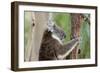 Australia, Perth, Yanchep National Park. Koala Bear a Native Arboreal Marsupial-Cindy Miller Hopkins-Framed Photographic Print