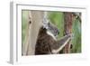 Australia, Perth, Yanchep National Park. Koala Bear a Native Arboreal Marsupial-Cindy Miller Hopkins-Framed Photographic Print