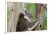 Australia, Perth, Yanchep National Park. Koala Bear a Native Arboreal Marsupial-Cindy Miller Hopkins-Framed Photographic Print