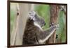 Australia, Perth, Yanchep National Park. Koala Bear a Native Arboreal Marsupial-Cindy Miller Hopkins-Framed Photographic Print