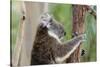 Australia, Perth, Yanchep National Park. Koala Bear a Native Arboreal Marsupial-Cindy Miller Hopkins-Stretched Canvas