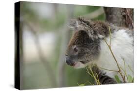 Australia, Perth, Yanchep National Park. Koala Bear a Native Arboreal Marsupial-Cindy Miller Hopkins-Stretched Canvas