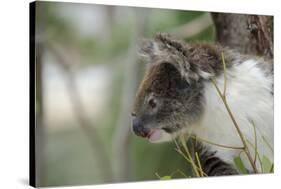 Australia, Perth, Yanchep National Park. Koala Bear a Native Arboreal Marsupial-Cindy Miller Hopkins-Stretched Canvas