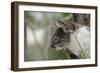 Australia, Perth, Yanchep National Park. Koala Bear a Native Arboreal Marsupial-Cindy Miller Hopkins-Framed Photographic Print