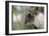 Australia, Perth, Yanchep National Park. Koala Bear a Native Arboreal Marsupial-Cindy Miller Hopkins-Framed Photographic Print