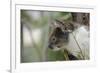 Australia, Perth, Yanchep National Park. Koala Bear a Native Arboreal Marsupial-Cindy Miller Hopkins-Framed Photographic Print