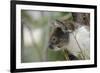 Australia, Perth, Yanchep National Park. Koala Bear a Native Arboreal Marsupial-Cindy Miller Hopkins-Framed Photographic Print