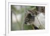 Australia, Perth, Yanchep National Park. Koala Bear a Native Arboreal Marsupial-Cindy Miller Hopkins-Framed Photographic Print