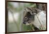 Australia, Perth, Yanchep National Park. Koala Bear a Native Arboreal Marsupial-Cindy Miller Hopkins-Framed Photographic Print