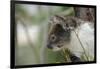 Australia, Perth, Yanchep National Park. Koala Bear a Native Arboreal Marsupial-Cindy Miller Hopkins-Framed Photographic Print