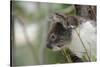 Australia, Perth, Yanchep National Park. Koala Bear a Native Arboreal Marsupial-Cindy Miller Hopkins-Stretched Canvas