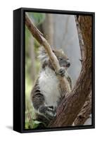 Australia, Perth, Yanchep National Park. Koala Bear a Native Arboreal Marsupial-Cindy Miller Hopkins-Framed Stretched Canvas