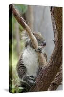 Australia, Perth, Yanchep National Park. Koala Bear a Native Arboreal Marsupial-Cindy Miller Hopkins-Stretched Canvas