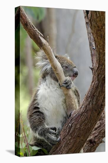 Australia, Perth, Yanchep National Park. Koala Bear a Native Arboreal Marsupial-Cindy Miller Hopkins-Stretched Canvas