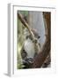 Australia, Perth, Yanchep National Park. Koala Bear a Native Arboreal Marsupial-Cindy Miller Hopkins-Framed Photographic Print