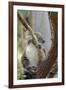 Australia, Perth, Yanchep National Park. Koala Bear a Native Arboreal Marsupial-Cindy Miller Hopkins-Framed Photographic Print