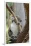 Australia, Perth, Yanchep National Park. Koala Bear a Native Arboreal Marsupial-Cindy Miller Hopkins-Framed Photographic Print