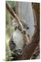 Australia, Perth, Yanchep National Park. Koala Bear a Native Arboreal Marsupial-Cindy Miller Hopkins-Mounted Premium Photographic Print