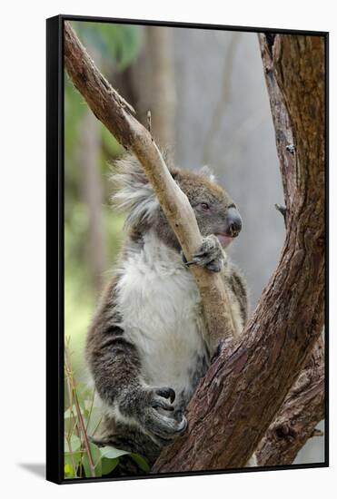 Australia, Perth, Yanchep National Park. Koala Bear a Native Arboreal Marsupial-Cindy Miller Hopkins-Framed Stretched Canvas