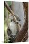 Australia, Perth, Yanchep National Park. Koala Bear a Native Arboreal Marsupial-Cindy Miller Hopkins-Stretched Canvas