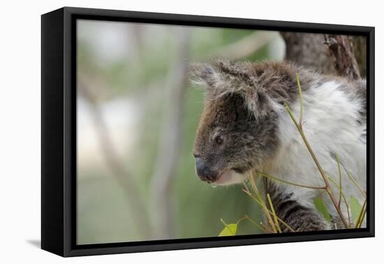 Australia, Perth, Yanchep National Park. Koala Bear a Native Arboreal Marsupial-Cindy Miller Hopkins-Framed Stretched Canvas