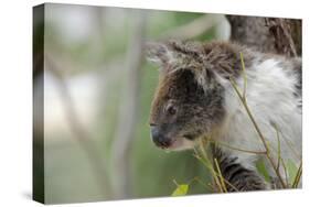 Australia, Perth, Yanchep National Park. Koala Bear a Native Arboreal Marsupial-Cindy Miller Hopkins-Stretched Canvas