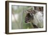 Australia, Perth, Yanchep National Park. Koala Bear a Native Arboreal Marsupial-Cindy Miller Hopkins-Framed Photographic Print