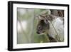 Australia, Perth, Yanchep National Park. Koala Bear a Native Arboreal Marsupial-Cindy Miller Hopkins-Framed Photographic Print