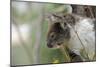 Australia, Perth, Yanchep National Park. Koala Bear a Native Arboreal Marsupial-Cindy Miller Hopkins-Mounted Photographic Print