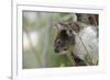 Australia, Perth, Yanchep National Park. Koala Bear a Native Arboreal Marsupial-Cindy Miller Hopkins-Framed Photographic Print