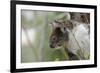 Australia, Perth, Yanchep National Park. Koala Bear a Native Arboreal Marsupial-Cindy Miller Hopkins-Framed Photographic Print