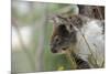 Australia, Perth, Yanchep National Park. Koala Bear a Native Arboreal Marsupial-Cindy Miller Hopkins-Mounted Photographic Print