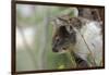 Australia, Perth, Yanchep National Park. Koala Bear a Native Arboreal Marsupial-Cindy Miller Hopkins-Framed Photographic Print