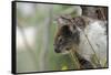 Australia, Perth, Yanchep National Park. Koala Bear a Native Arboreal Marsupial-Cindy Miller Hopkins-Framed Stretched Canvas