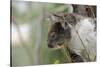 Australia, Perth, Yanchep National Park. Koala Bear a Native Arboreal Marsupial-Cindy Miller Hopkins-Stretched Canvas