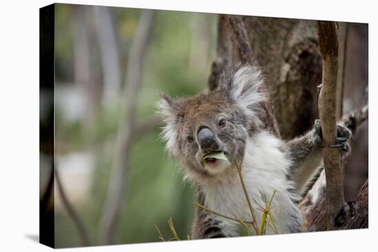 Australia, Perth, Yanchep National Park. Koala Bear a Native Arboreal Marsupial-Cindy Miller Hopkins-Stretched Canvas