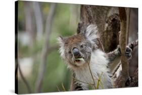 Australia, Perth, Yanchep National Park. Koala Bear a Native Arboreal Marsupial-Cindy Miller Hopkins-Stretched Canvas