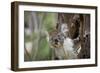 Australia, Perth, Yanchep National Park. Koala Bear a Native Arboreal Marsupial-Cindy Miller Hopkins-Framed Photographic Print