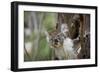 Australia, Perth, Yanchep National Park. Koala Bear a Native Arboreal Marsupial-Cindy Miller Hopkins-Framed Photographic Print