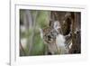 Australia, Perth, Yanchep National Park. Koala Bear a Native Arboreal Marsupial-Cindy Miller Hopkins-Framed Photographic Print