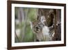 Australia, Perth, Yanchep National Park. Koala Bear a Native Arboreal Marsupial-Cindy Miller Hopkins-Framed Photographic Print