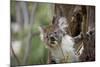 Australia, Perth, Yanchep National Park. Koala Bear a Native Arboreal Marsupial-Cindy Miller Hopkins-Mounted Photographic Print